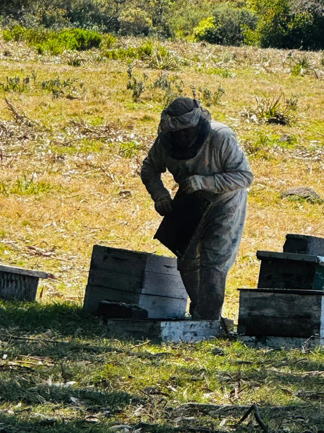 Trabajo de apicultura en la chacra